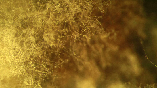 Macro increasing of a fungal mold Mucoraceae that grew on canned red beans. Shot through an optical microscope