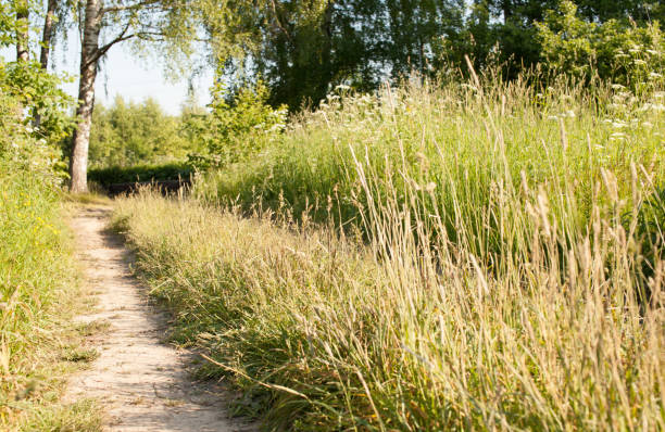 istock Dirt road in the forest with high grass in summer 980720228