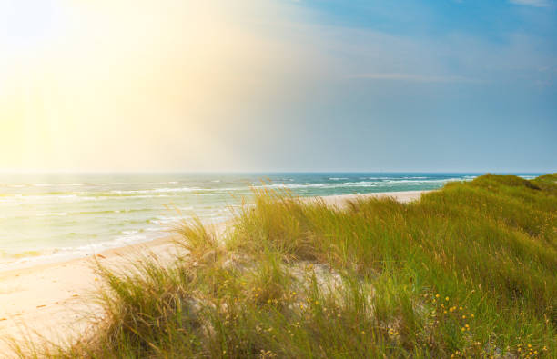 istock Sandhammaren beach in southern Sweden 980721366