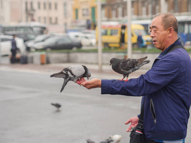 Vladivostok, Russia - June 18, 2018: Tourist feeds the pigeon on the town square in Vladivostok.
