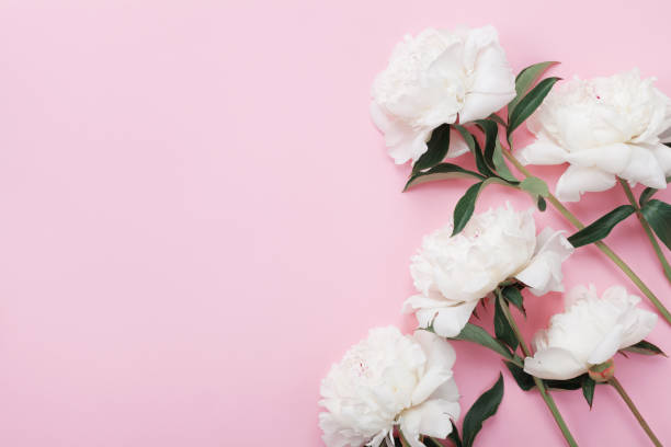 istock White peony flowers on pink pastel table top view and flat lay style. 980725076