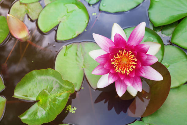 istock Pink nenuphar or water lily in pond. 980725664