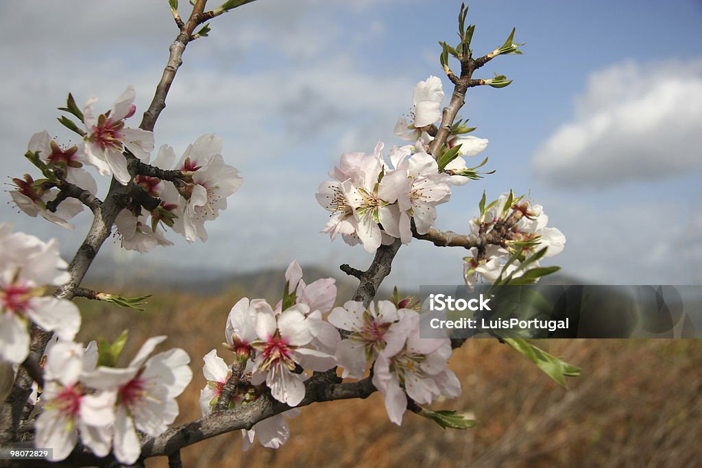 Albero in fiore di mandorla - Foto stock royalty-free di Agricoltura