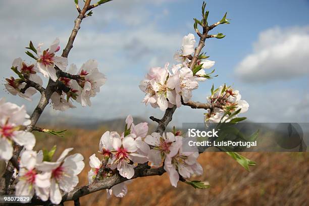 Almond Drzewa Kwitnąć - zdjęcia stockowe i więcej obrazów Algarve - Algarve, Bez ludzi, Biały