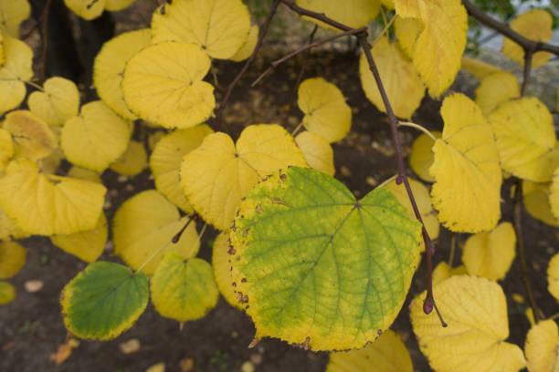 istock Leaves of linden tree in mid autumn 980728472