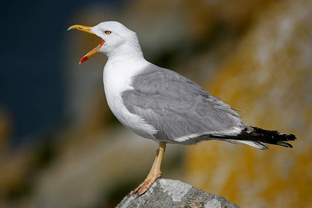 istock Close-up of an isolated seagull on a blurred background 98072867