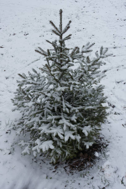 istock One sapling of spruce covered with snow in winter 980728676