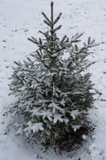 istock Young spruce tree covered with snow in winter 980728810