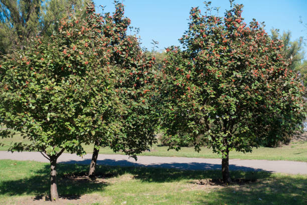 istock Group of white beam trees in the park 980728980