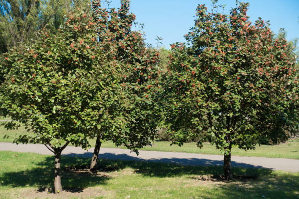 istock Three trees of whitebeam in the park 980729084