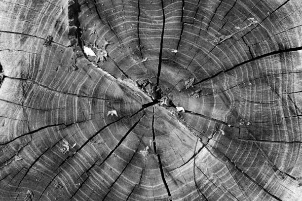 istock Wood texture year-old rings background 980730602