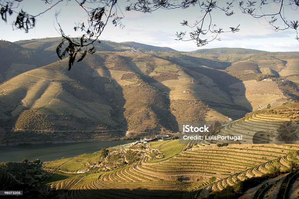 Vale do Douro - Royalty-free Agricultura Foto de stock