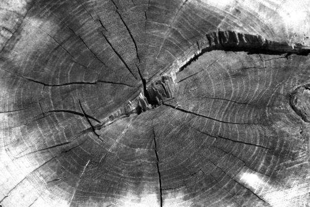 istock Wood texture year-old rings background 980735282