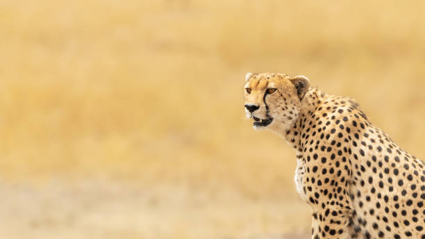 istock Young adult cheetah banner 980737472