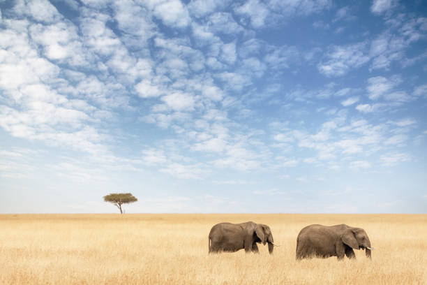 istock Two elephants walking in the Masai Mara 980737604