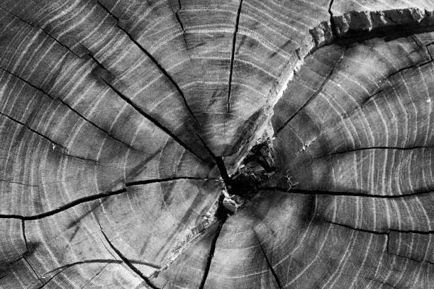 istock Wood texture year-old rings background 980737902