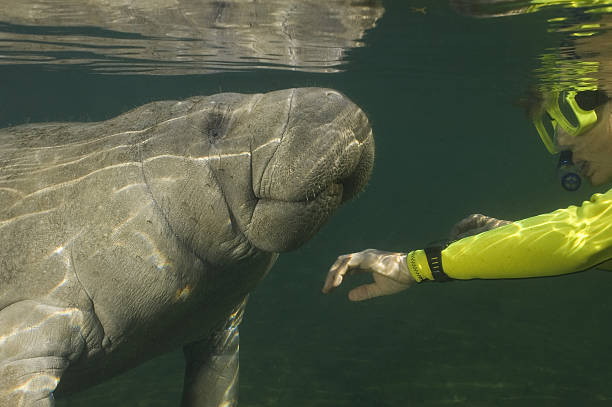 istock Woman snorkeler meets Manatee 98074309