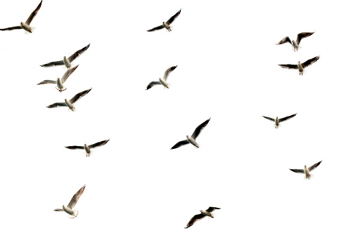 group of flying seagulls isolated over white.