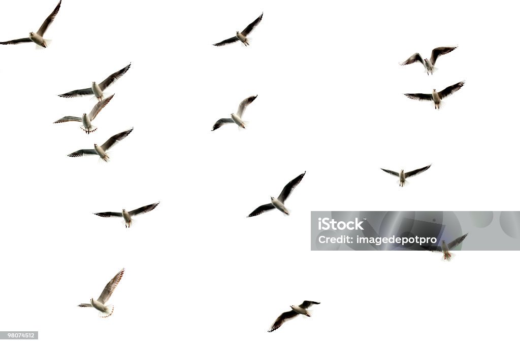 Изолированные группы flying birds - Стоковые фото Птица роялти-фри