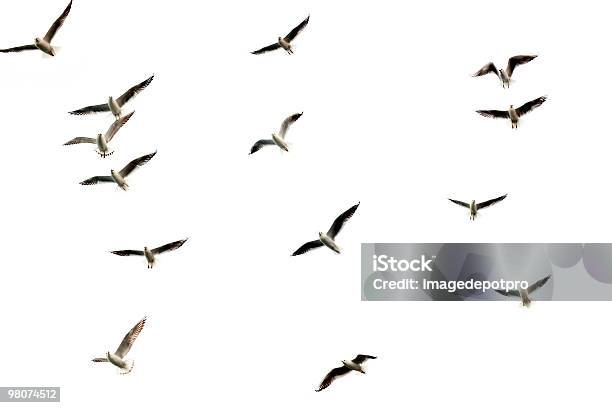 Изолированные Группы Flying Birds — стоковые фотографии и другие картинки Птица - Птица, Чайка, Изолированный предмет