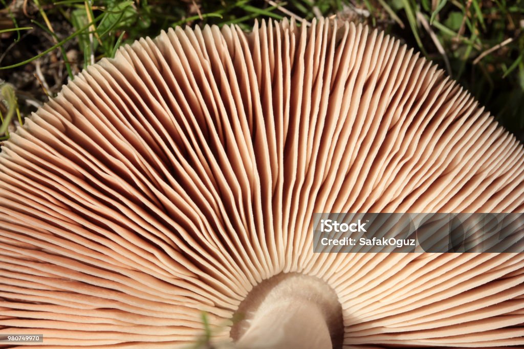 part of a brown round mushroom Agriculture Stock Photo