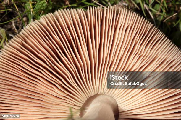 Part Of A Brown Round Mushroom Stock Photo - Download Image Now - Agriculture, Beauty In Nature, Close-up