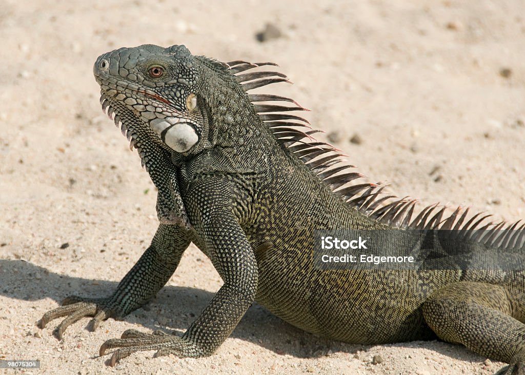 Iguana  Color Image Stock Photo