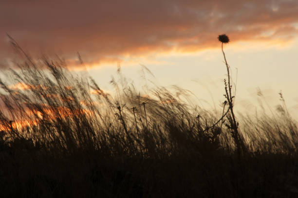 istock thorns and plants at sunset 980753056
