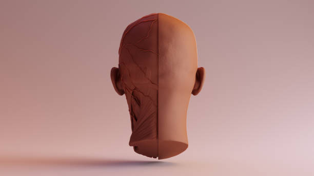 istock Chocolate Clay Anatomical Ecorche Human head 980753196