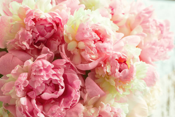 istock Fluffy pink peonies flowers background 980754222
