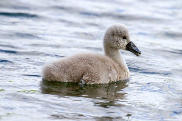 istock Beautiful young Mute Swan Cygnet (Cygnus olor) on river 980755288