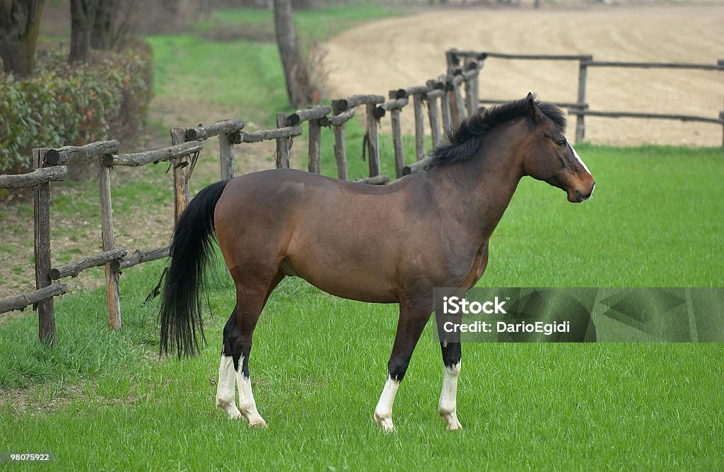Cavalli in paddock - Foto stock royalty-free di Animale