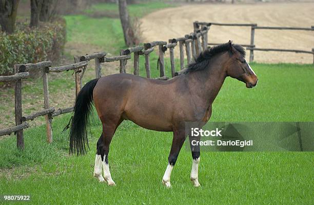 Cavalli In Paddock - Fotografie stock e altre immagini di Animale - Animale, Cavallo - Equino, Colore nero