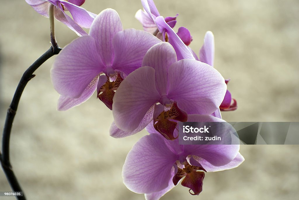 Orquídea - Royalty-free Cor de rosa Foto de stock