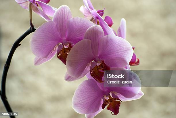 Orquídea - Fotografias de stock e mais imagens de Cor de rosa - Cor de rosa, Flor, Flora