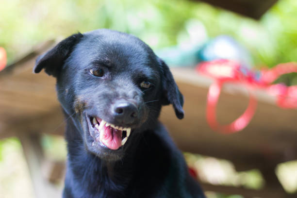 istock A dog is growling 980766218