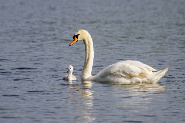 istock Beautiful young Mute Swan Cygnet (Cygnus olor) on river 980771776