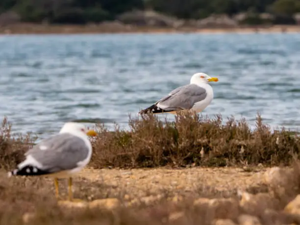 Two seagull birds resting by the Adriatic sea, first bird is out of focus while the other is sharp