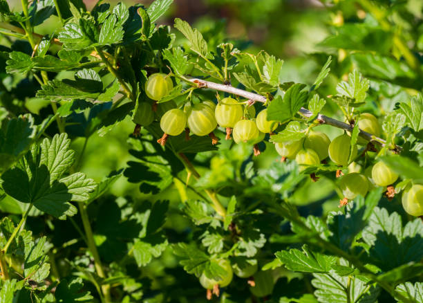 新鮮な緑のグーズベリー。有機果実を成長しています。グーズベリーの分岐のクローズ アップ - gooseberry fruit bush green ストックフォトと画像
