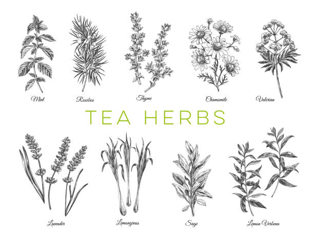 ilustrações de stock, clip art, desenhos animados e ícones de beautiful vector hand drawn tea herbs illustrations. - chamomile