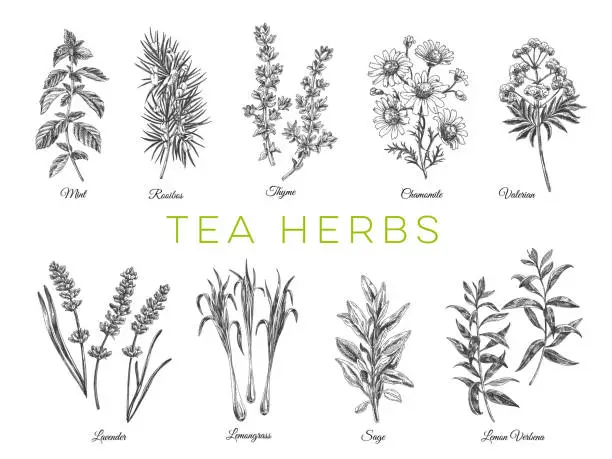 Vector illustration of Beautiful vector hand drawn tea herbs Illustrations.