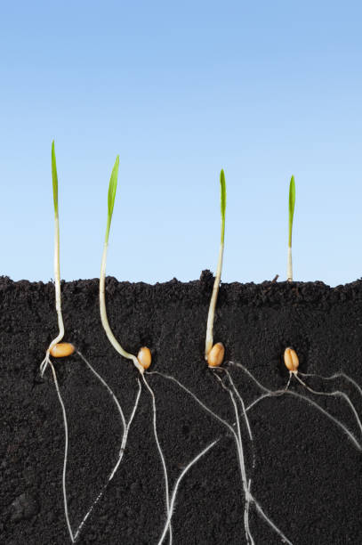 germinación de cereales - root growth dirt seed fotografías e imágenes de stock