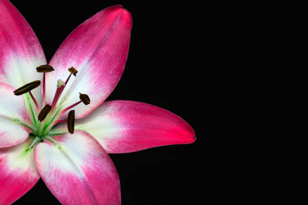 istock White and purple Lily 980792556