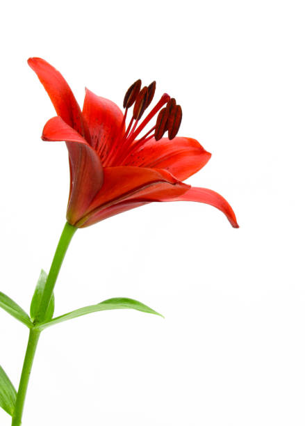 istock Close up of Red lily flower 980795302