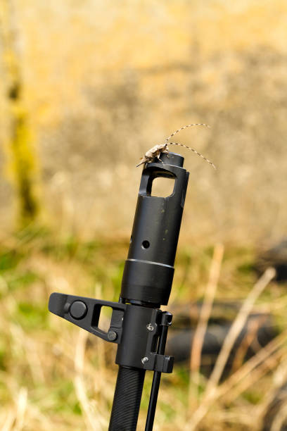 istock Pine sawyer beetle is sitting on the machine gun. 980796336