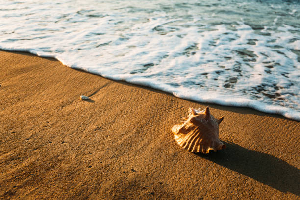 istock Seashell on the beach in the Caribbean in Jamaica 980797724