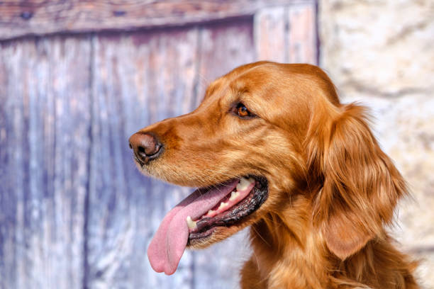 Beautiful Irish Setter, waiting for a reward Beautiful Irish Setter, also known as the Red Setter. A breed as gun-dog and family dog as well irish red and white setter stock pictures, royalty-free photos & images