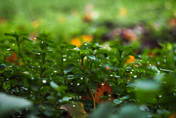 Close up of drops after a heavy rain