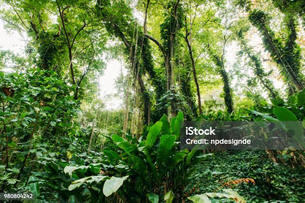 Mountains In The Caribbean In Jamaica Stock Photo - Download Image Now - Jamaica, Rainforest, Forest