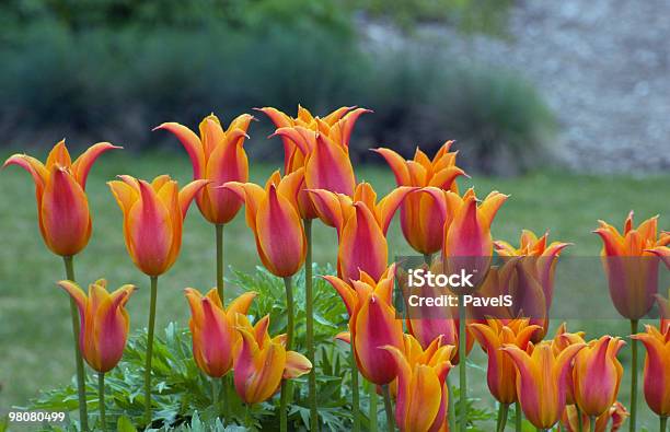 Orange Tulips Stock Photo - Download Image Now - Beauty In Nature, Color Image, Freshness